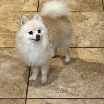 Pup Culture Grooming - Pet Groomers Near Me - Lincoln, California Pup Culture Grooming - Pet Groomers Near Me - Lincoln, California