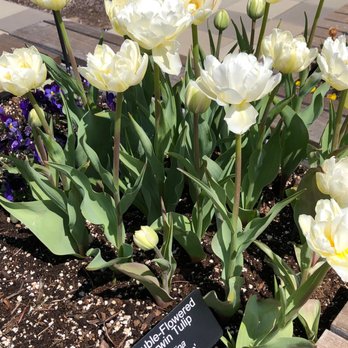 Waterfront Botanical Gardens - Tulips - Botanical Gardens Near Me - Louisville, Kentucky