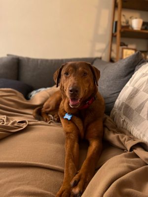 Lucky Dog Animal Rescue by null