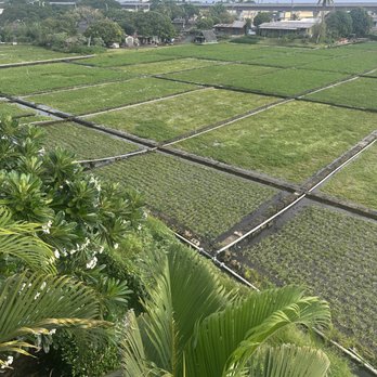Fuji Sushi & Teppanyaki - Watercress Farm View - Sushi Bars Near Me - Aiea, Hawaii Fuji Sushi & Teppanyaki - Watercress Farm View - Sushi Bars Near Me - Aiea, Hawaii