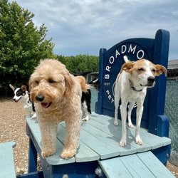 Broadmore Pet Retreat - Small Breed play time