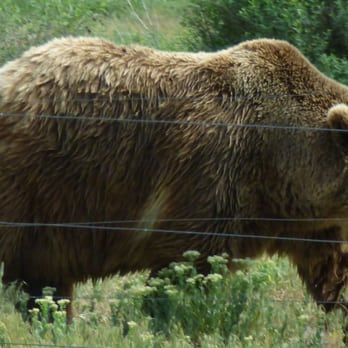 Yellowstone Bear World - Zoos Near Me - Rexburg, Idaho Yellowstone Bear World - Zoos Near Me - Rexburg, Idaho