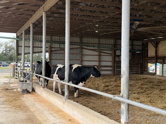 Hopkins Farm Creamery by null