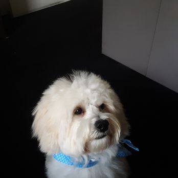 critter cleaners mobile grooming