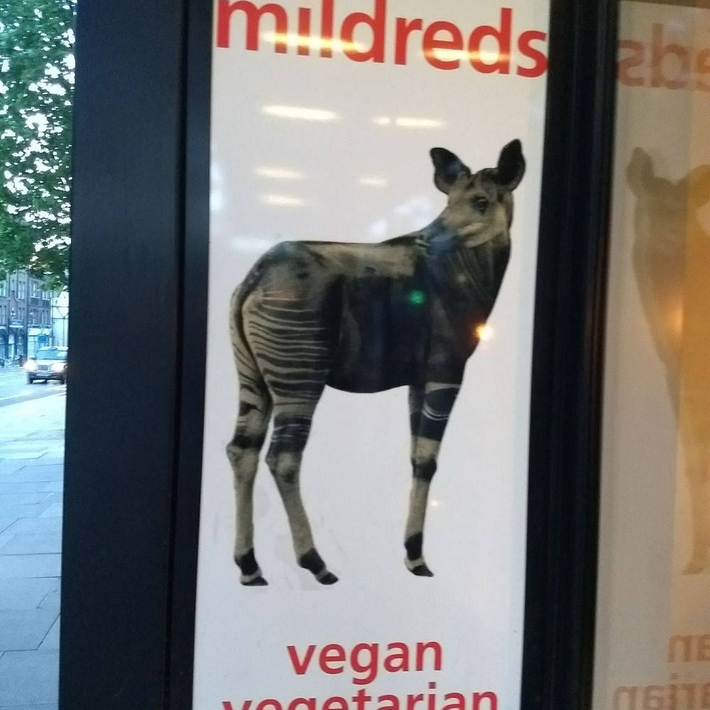 Mildreds - Signage at front - Salad Near Me - London, XGL Mildreds - Signage at front - Salad Near Me - London, XGL