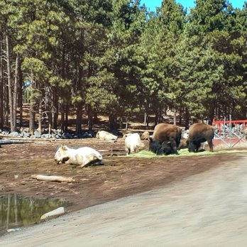 Bearizona - Zoos Near Me - Williams, Arizona
