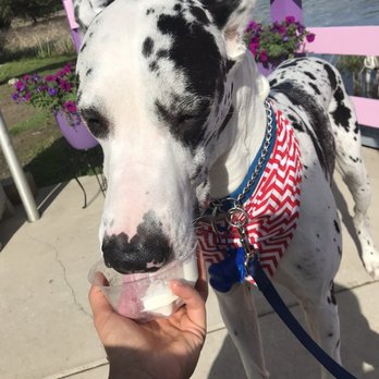 Park Lake Creamery - a dalmatian dog eating ice cream - Ice Cream & Frozen Yogurt Near Me - Bath Twp, Michigan Park Lake Creamery - a dalmatian dog eating ice cream - Ice Cream & Frozen Yogurt Near Me - Bath Twp, Michigan