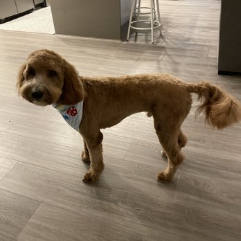 District Dogs - Pet Boarding Near Me - Washington, DC, District of Columbia