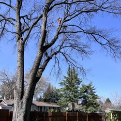 MC Tree Service