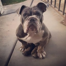 Miss Molly loves Dennis almost as much as she loves treats.. thats a lot!