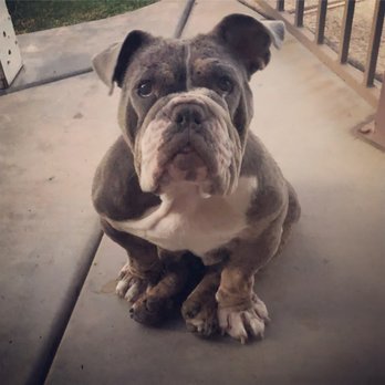 Omega Dog Training - Miss Molly loves Dennis almost as much as she loves treats.. thats a lot! - Pet Training Near Me