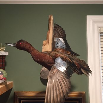 Wilderness Taxidermy - Taxidermy Near Me - Fremont, California Wilderness Taxidermy - Taxidermy Near Me - Fremont, California