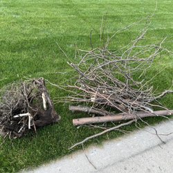 Village Garden Store - The tree we wasted money and time on from Village Garden Center aka Pittsford Tree and landscape.