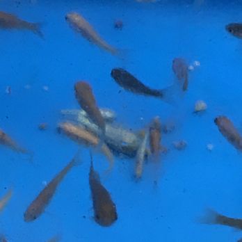 PetSmart Doggie Day Camp - Pile of dead and sickly fish - Pet Stores Near Me - Secaucus, New Jersey