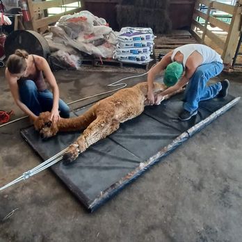 Boomer Husbandry Services - Alpaca shearing - Farriers Near Me - Dunnellon, Florida Boomer Husbandry Services - Alpaca shearing - Farriers Near Me - Dunnellon, Florida