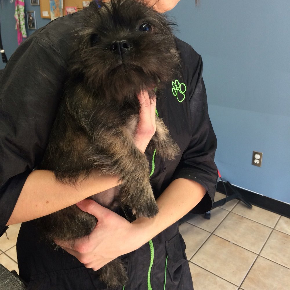 Before his grooming appointment Before his grooming appointment