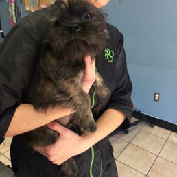 Before his grooming appointment