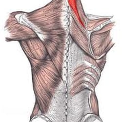 Deep Tissue Massage is a form of bodywork that aims to relieve tension in the deeper layers of tissue in the body.