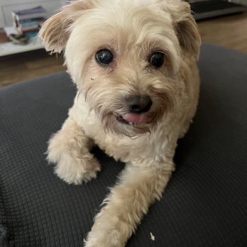 Happy Tails Inn - This is how they cut her. - Pet Groomers Near Me - Van Nuys, California