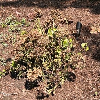 Ringers Landscape Services - Dead hydrangeas after 1 week - Landscaping Near Me - Crystal Lake, Illinois