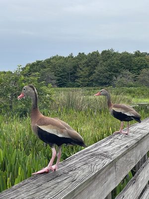 Green Cay Nature Center & Wetlands by null