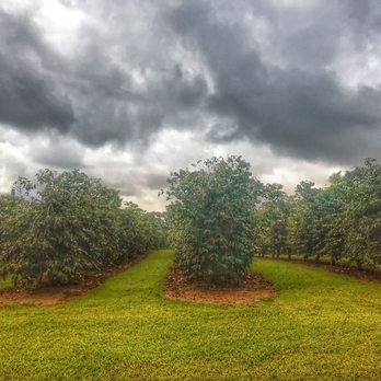 Ka'u Coffee Mill - Coffee & Tea Near Me - Pahala, Hawaii Ka'u Coffee Mill - Coffee & Tea Near Me - Pahala, Hawaii