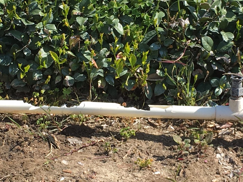 MARCELO’S LANDSCAPING Updated July 2024 16 Photos Anaheim