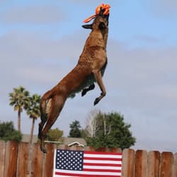 Doggone Dirty Dock Diving - Kyon loves flying off the dock!