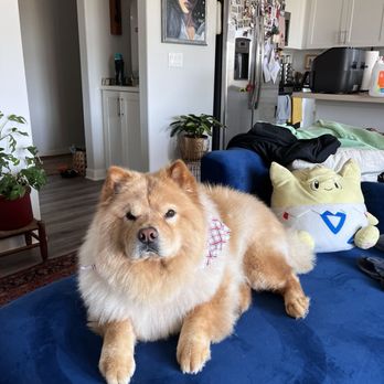 Doggie Dos - zuko chillin! - Pet Groomers Near Me - La Mesa, California