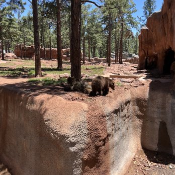 Bearizona - Zoos Near Me - Williams, Arizona