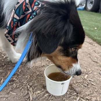 The Hungry Hound - Enjoying the Bone Broth Beer. - Food Trucks Near Me - Bend, Oregon
