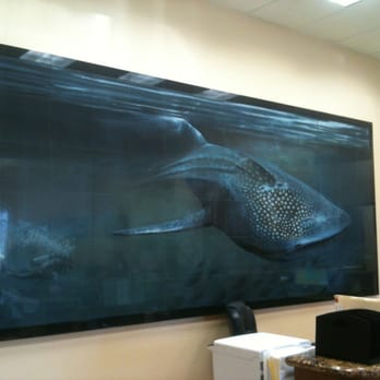 ValleyWide Dental - Dr. Haze swimming with a wale shark ;) how rad is that? - Cosmetic Dentists Near Me - Palmdale, California ValleyWide Dental - Dr. Haze swimming with a wale shark ;) how rad is that? - Cosmetic Dentists Near Me - Palmdale, California