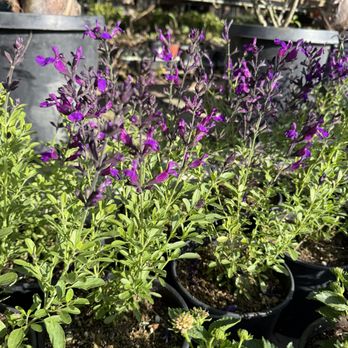 Fonseca's Nursery - Purple Salvia - Nurseries & Gardening Near Me - Hanford, California