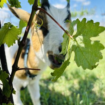 3 Texans Winery and Vineyard - Wineries Near Me - Temple, Texas 3 Texans Winery and Vineyard - Wineries Near Me - Temple, Texas