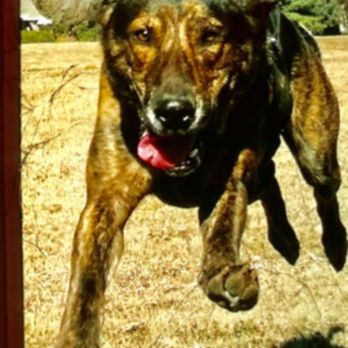 Midtown Vets - IN FLIGHT!  Born To Run! now I can again without sad life taking heart worm cough caused by covid closures TY Midtown Vets 4saving my life! - Veterinarians Near Me - Oklahoma City, Oklahoma