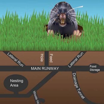 Gopher Removal and Pest Control - Catch - Understanding the gopher's tunnel system and habitat is key to permanent removal. - Wildlife Control Near Me Gopher Removal and Pest Control - Catch - Understanding the gopher's tunnel system and habitat is key to permanent removal. - Wildlife Control Near Me