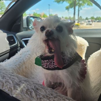 Mercy Animal Clinic - Lillie is just leaving the Clinic and feels better. - Veterinarians Near Me - Garland, Texas Mercy Animal Clinic - Lillie is just leaving the Clinic and feels better. - Veterinarians Near Me - Garland, Texas