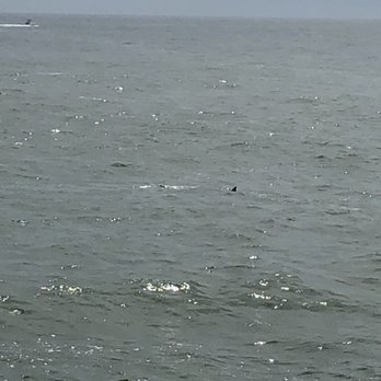 Cape May Whale Watcher - Whale Watching Tours Near Me - Cape May, New Jersey