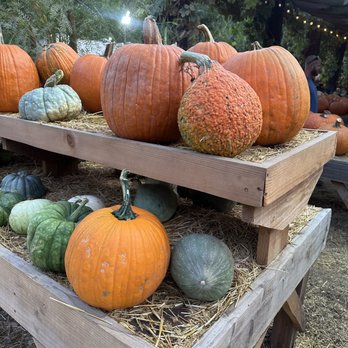 Live Oak Canyon Pumpkin Patch and Christmas Tree Farm - Christmas Trees Near Me - Redlands, California Live Oak Canyon Pumpkin Patch and Christmas Tree Farm - Christmas Trees Near Me - Redlands, California