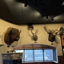 Safari Bar & Grill - Fun ambience