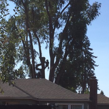 Yard Transformations - 100 foot elm tree with worker - Tree Services Near Me Yard Transformations - 100 foot elm tree with worker - Tree Services Near Me