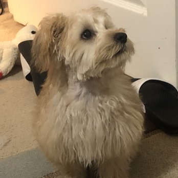 Paws Kountry - Teddy with neck hacked - Pet Groomers Near Me - Smiths Station, Alabama
