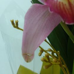 Floricultura Box8 - UMAS JÁ PASSADA