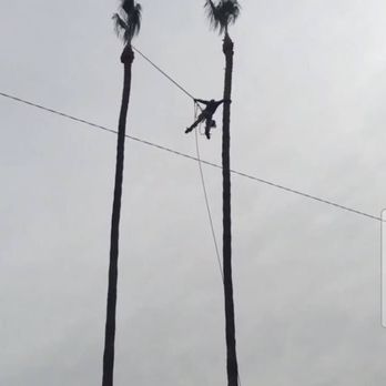 Arrow Green Tree Service - Tree Services Near Me Arrow Green Tree Service - Tree Services Near Me
