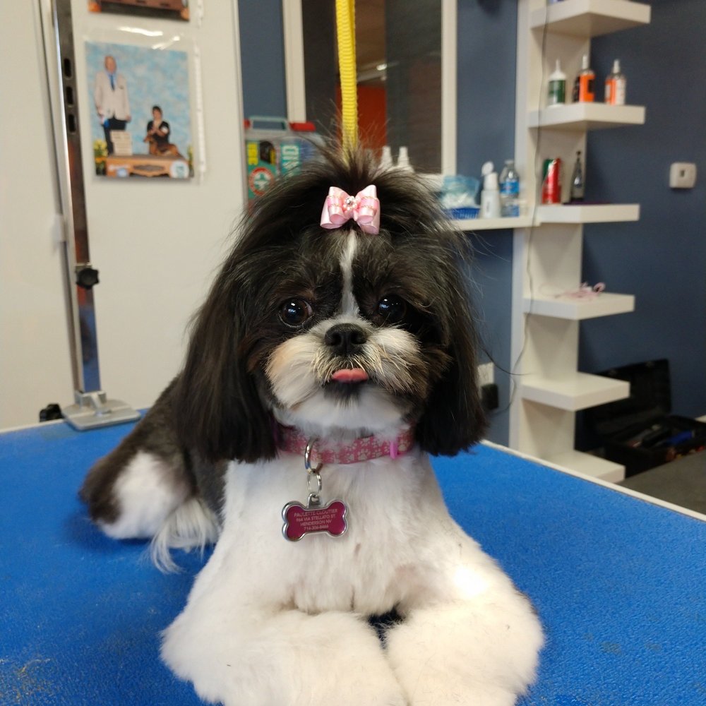 Frenz Pet Spa - Roxie - Pet Groomers Near Me - Wasilla, Alaska Frenz Pet Spa - Roxie - Pet Groomers Near Me - Wasilla, Alaska