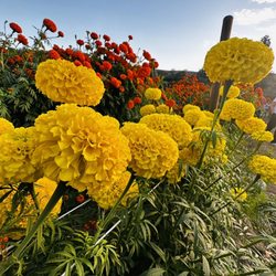 Sanchez Produce - Marigolds