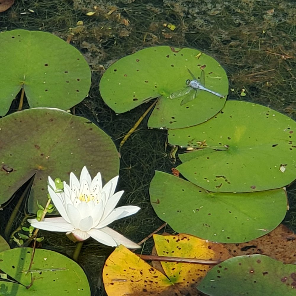 Willow Glen - Especially in spring n summer the pond emerges many beautiful lillies n dragonflies.. even beauty of nature reaides here.. - Apartments Near Me - Wilmington, North Carolina Willow Glen - Especially in spring n summer the pond emerges many beautiful lillies n dragonflies.. even beauty of nature reaides here.. - Apartments Near Me - Wilmington, North Carolina