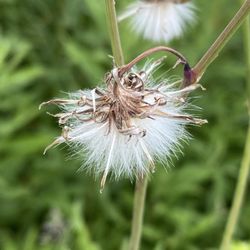 Sun Lake Forest Preserve