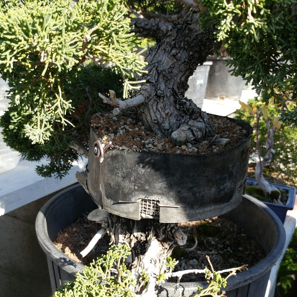 Chikugo-En - Air layering a tree - Nurseries & Gardening Near Me - Gardena, California