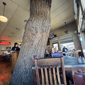 Josephine Street - Old tree - Steakhouses Near Me - San Antonio, Texas Josephine Street - Old tree - Steakhouses Near Me - San Antonio, Texas